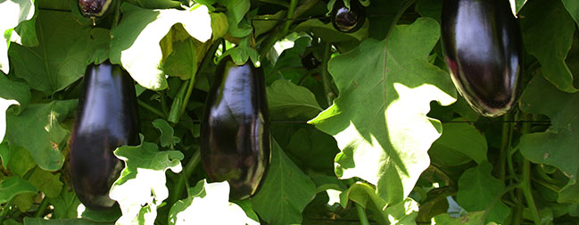 eggplantheader