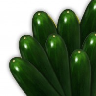 slicer-cucumber